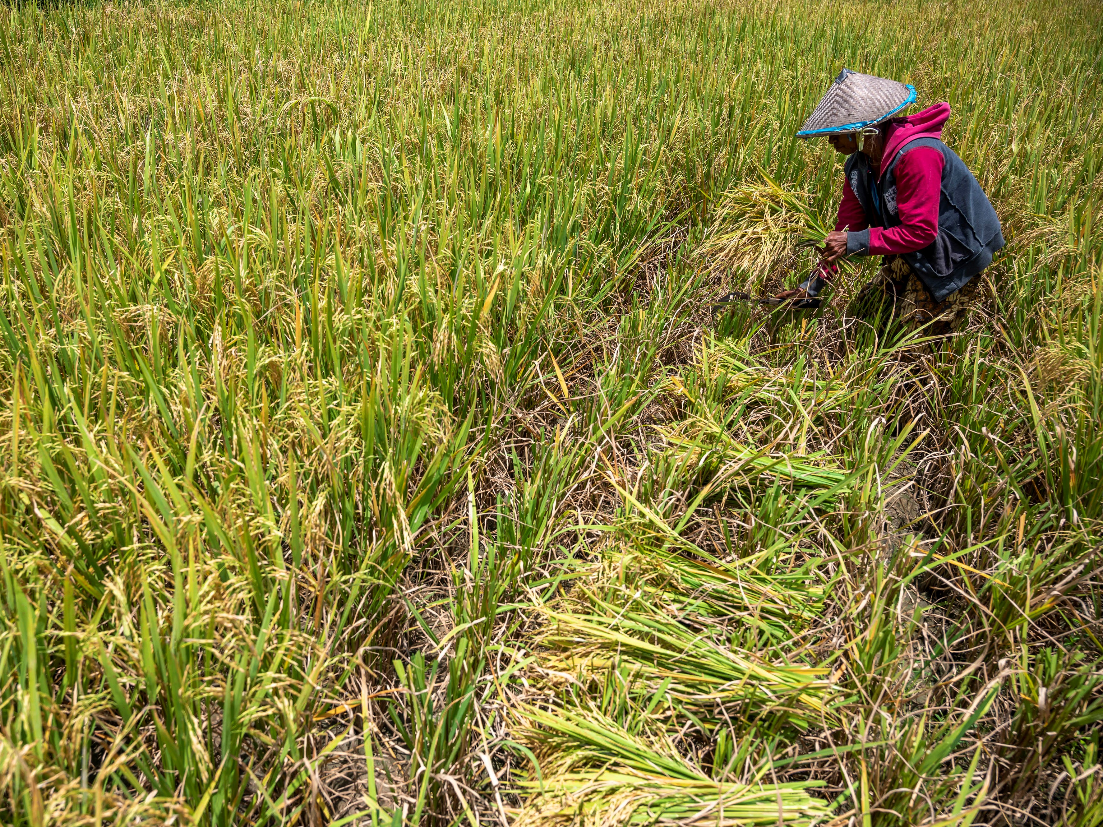 Buruh tani menyabit padi sawah di Desa Pombewe, Sigi, Sulawesi Tengah, Selasa (7/9).