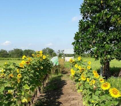 Ditjen Hortikultura melakukan edukasi pada masyarakat dan petani terkait tata kelola budi daya yang baik.