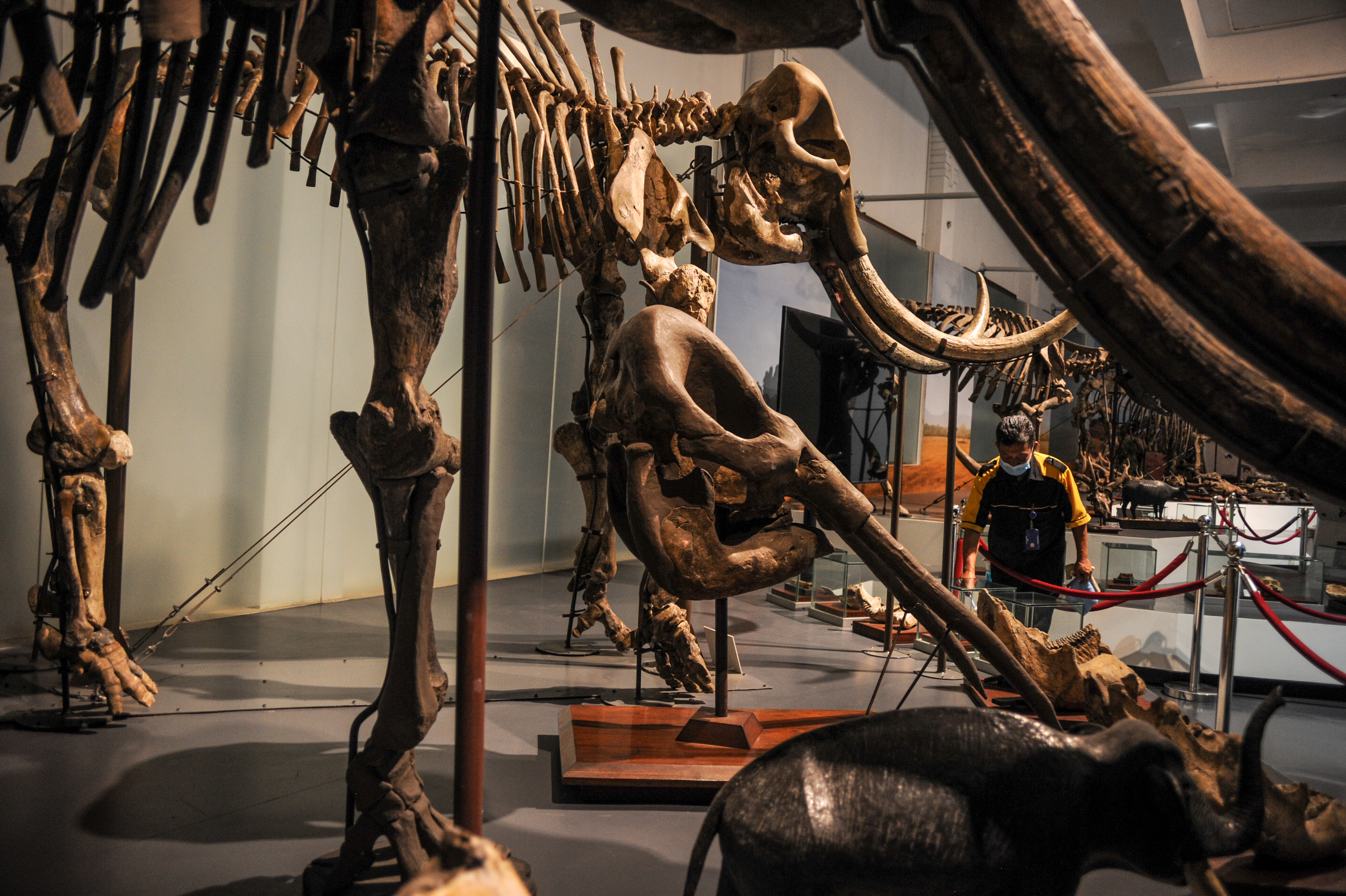 Pekerja membersihkan etalase ruang pamer di Museum Geologi, Bandung, Jawa Barat, Kamis (7/10/2021)