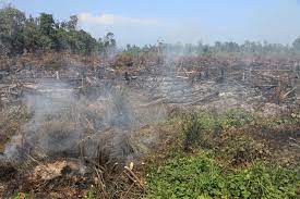 BPBD Aceh Barat Pastikan Kebakaran Lahan Gambut di Dua Lokasi 100 Persen Padam