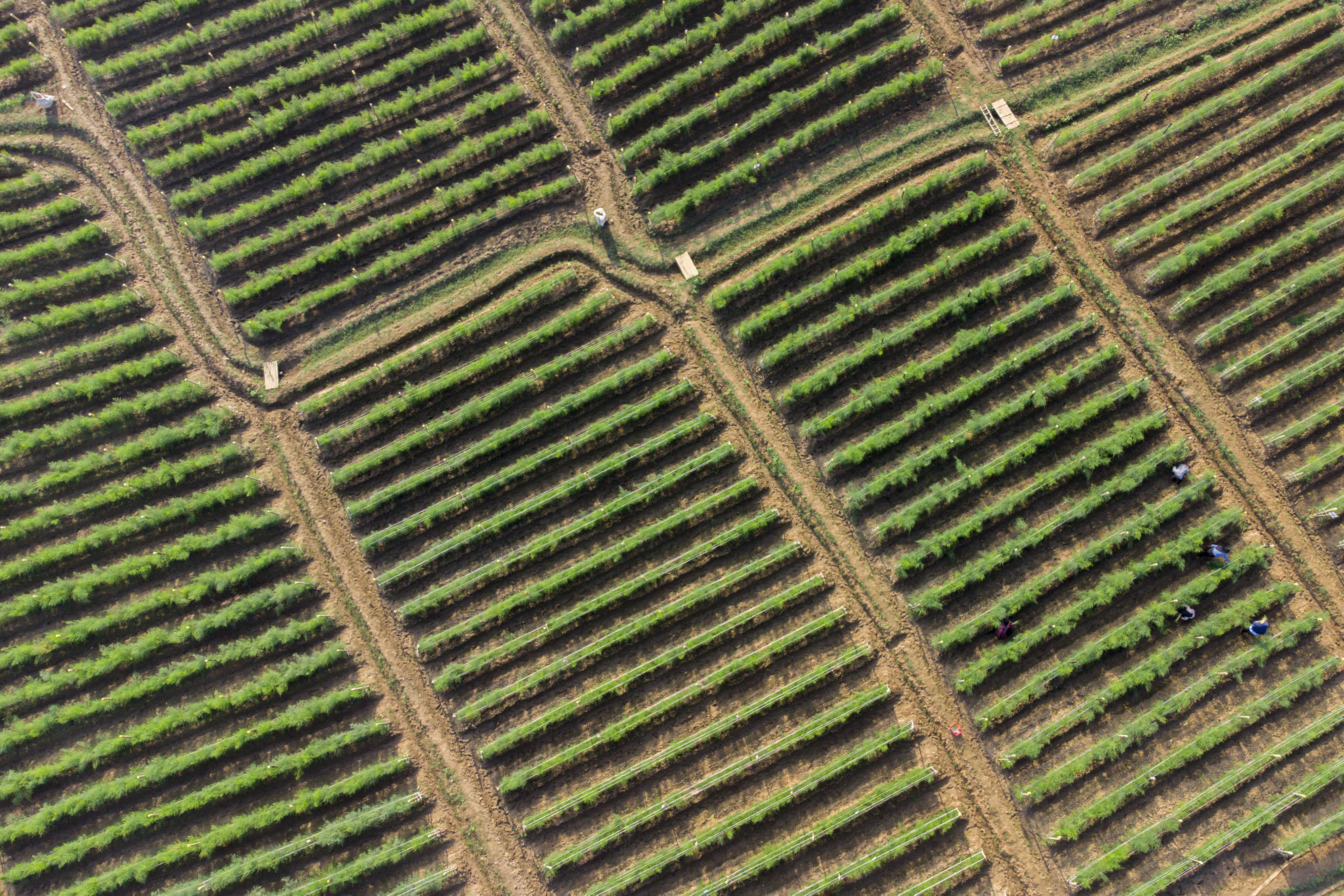 Foto udara area pertanian yang menanam asparagus officinalis di Karawang, Jawa Barat.