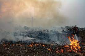 Kebakaran 29 Hektare Lahan di Sumsel Berhasil Dipadamkan