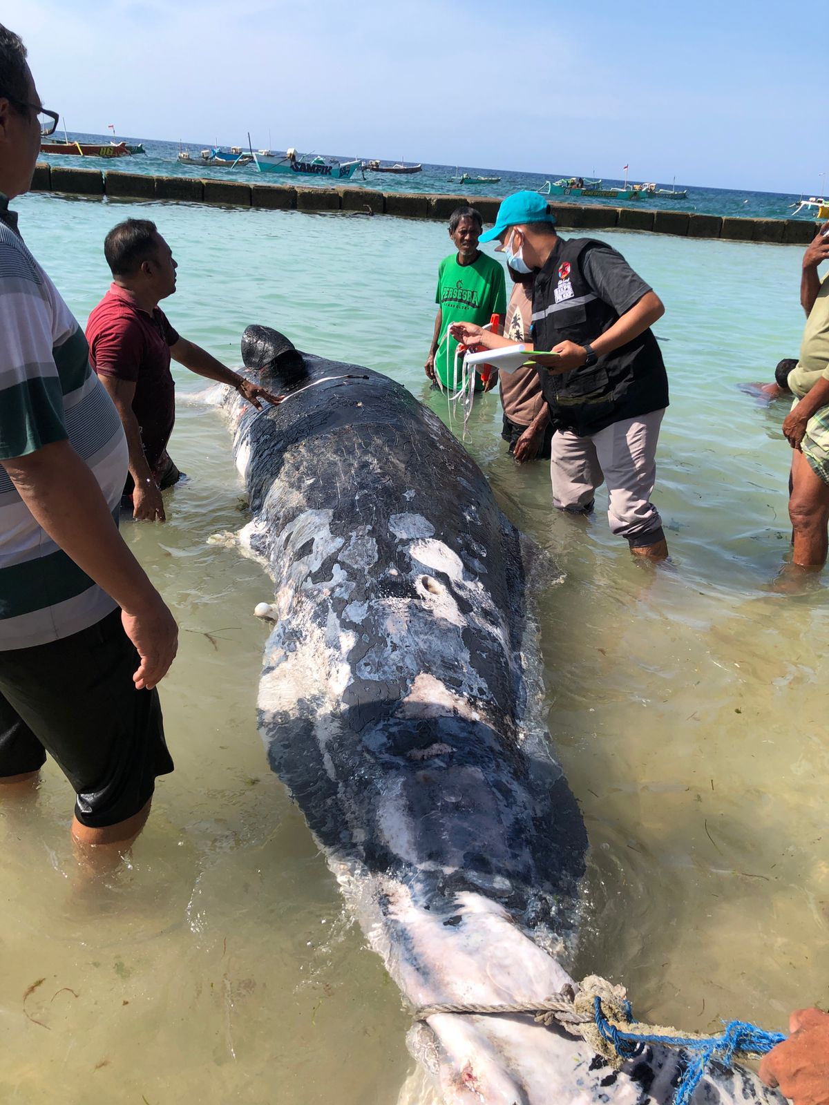 Bangkai paus jantan dengan 22 luka tusukan terdampar di Pantai Pelabuhan Waikelo, Kabupaten Sumba Barat Daya, NTT, Minggu (10/10) 