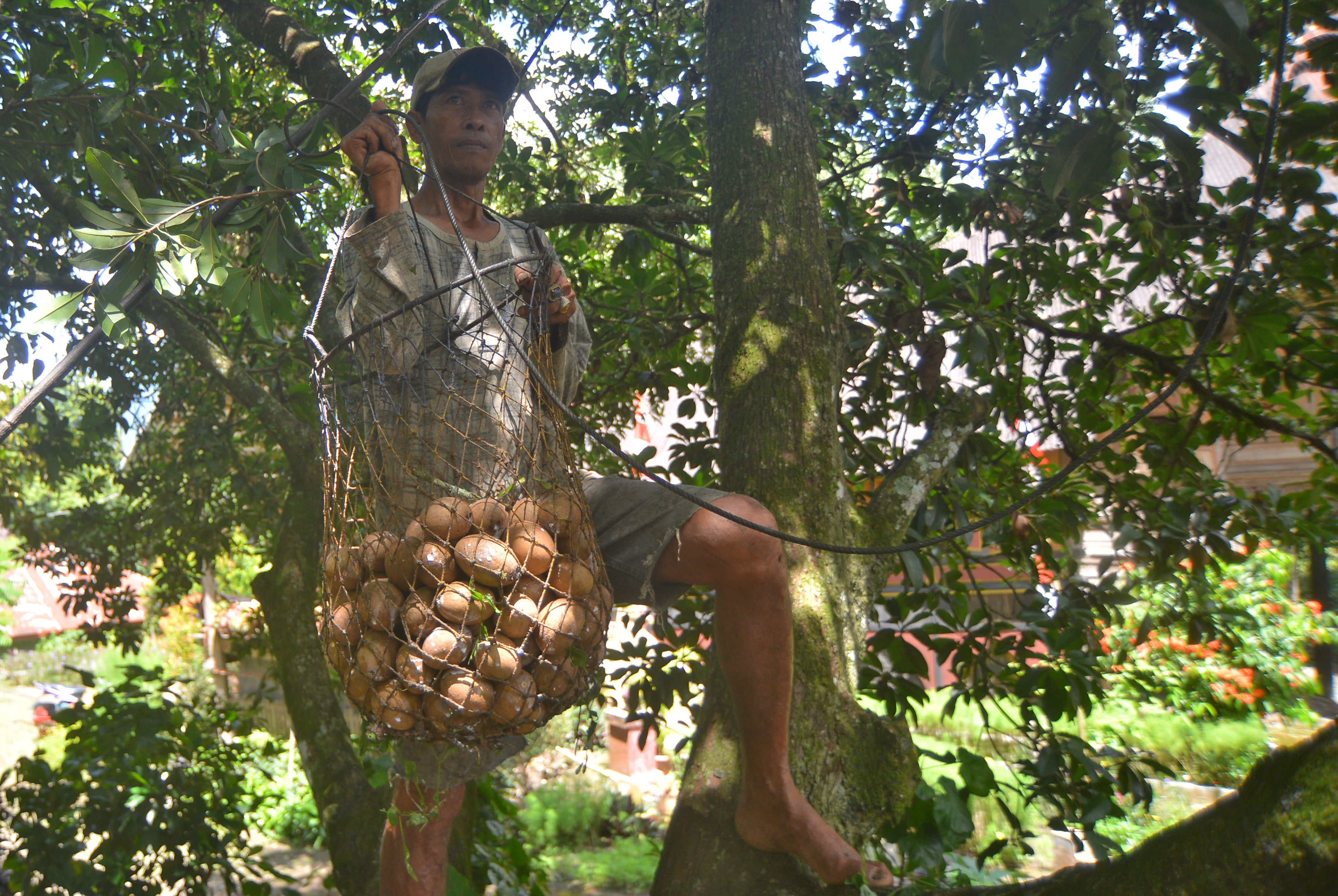 Ilustrasi. Petani memanen buah sawo manila di kawasan agrowisata Nagari Sumpu, Kabupaten Tanah Datar, Sumatera Barat, Rabu (25/8/2021).
