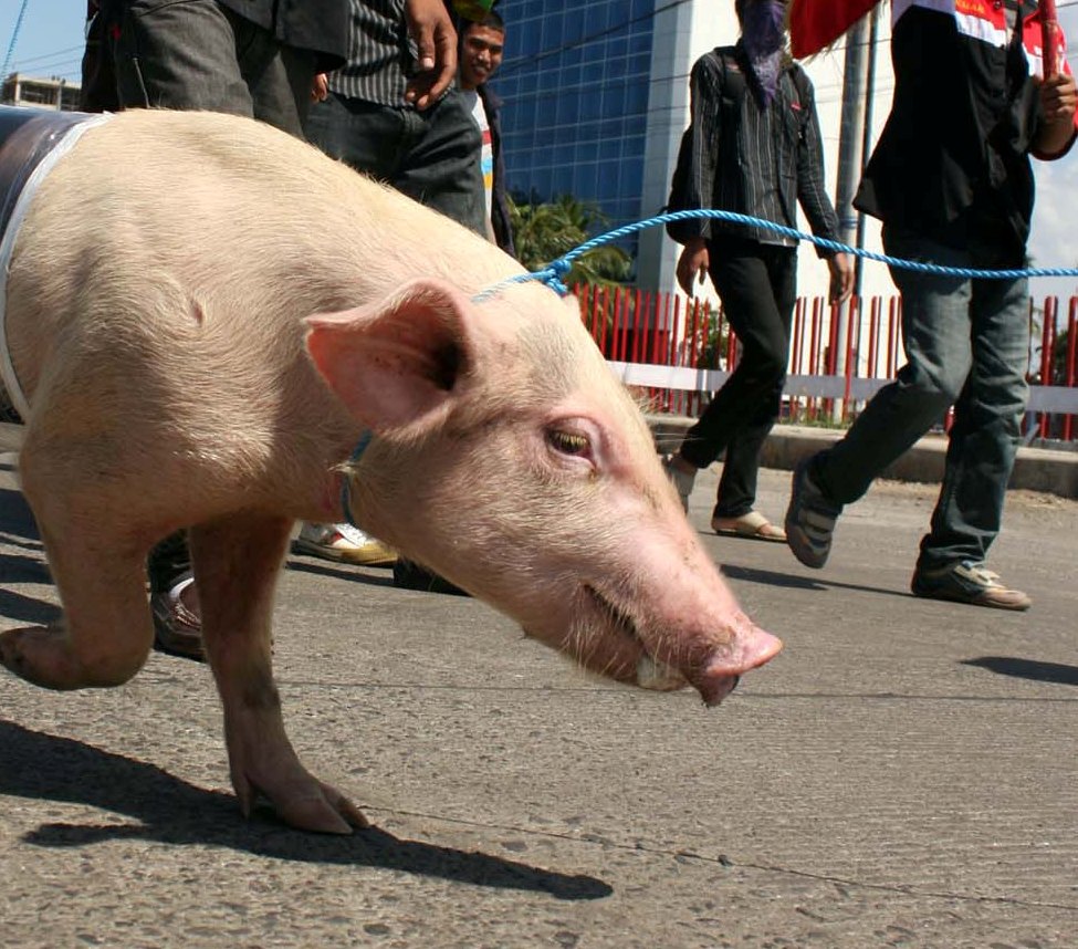 Ilustrasi: Babi ngepet diarak warga 