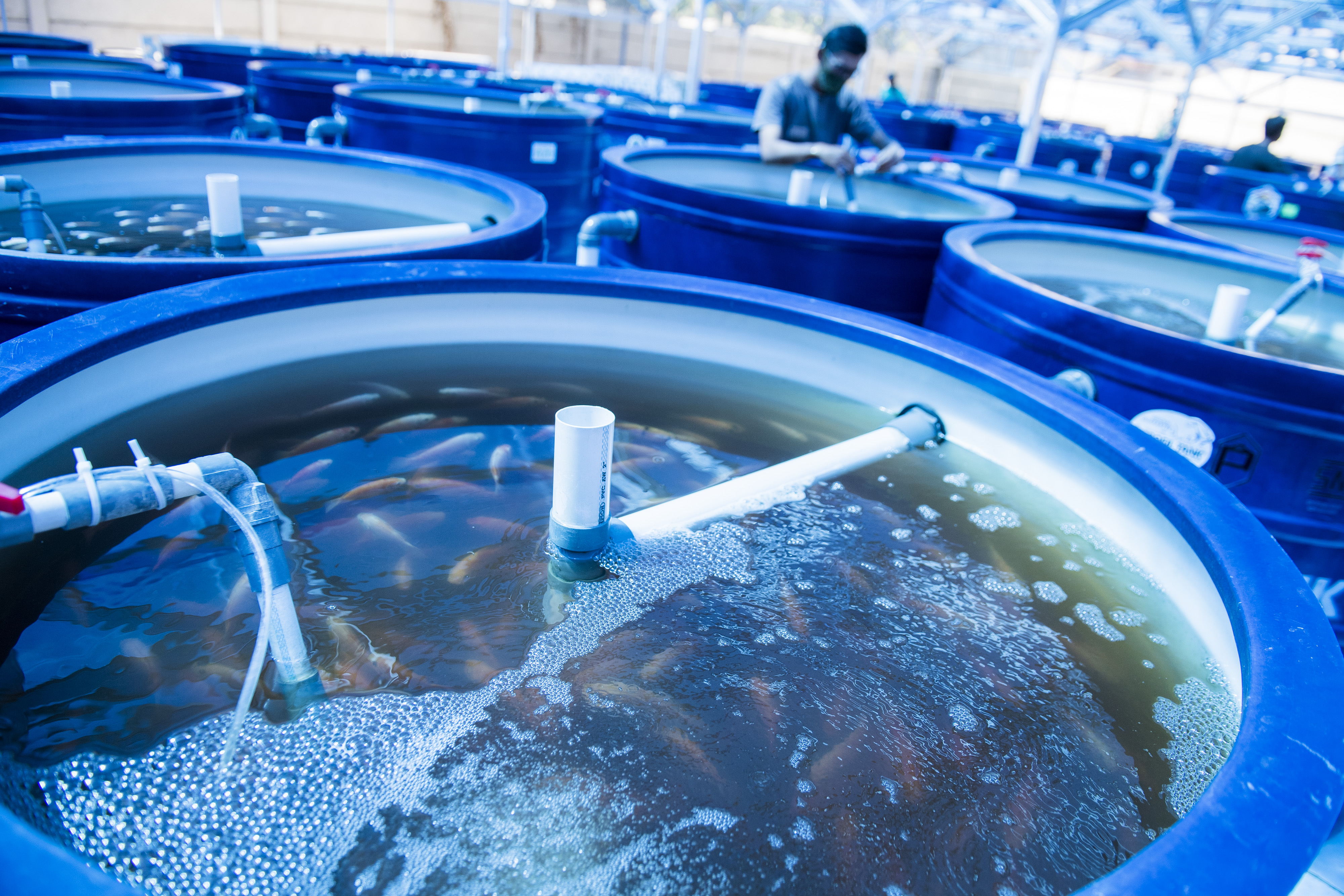 BUDIDAYA RAS AQUAPONIK: Pekerja merawat tangki budidaya ikan nila di Ndarufarm, Batujajar, Bandung Barat, Jawa Barat.(Foto Ilustrasi)