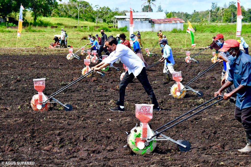 Presiden Joko Widodo menamam jagung bersama para petani di Sorong.