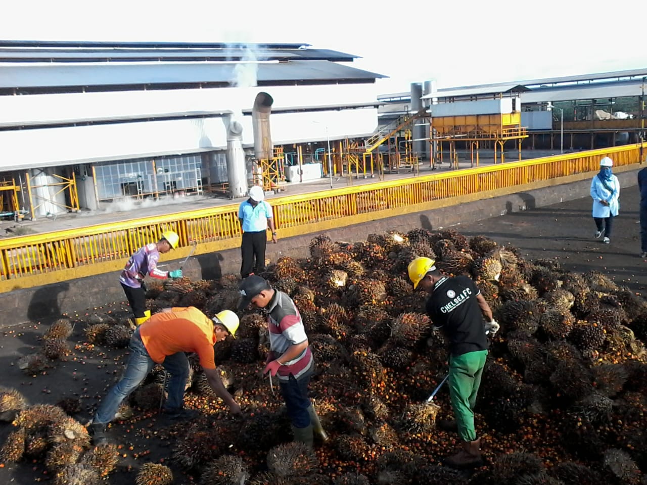 Pekerja sedang memilah tandan buah segar kelapa sawit di salah satu pabrik pengolah kepala sawit di Kalteng.