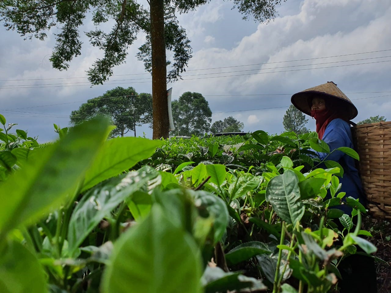Belanda Jajaki Sumut Investasi Pertanian dan Perkebunan