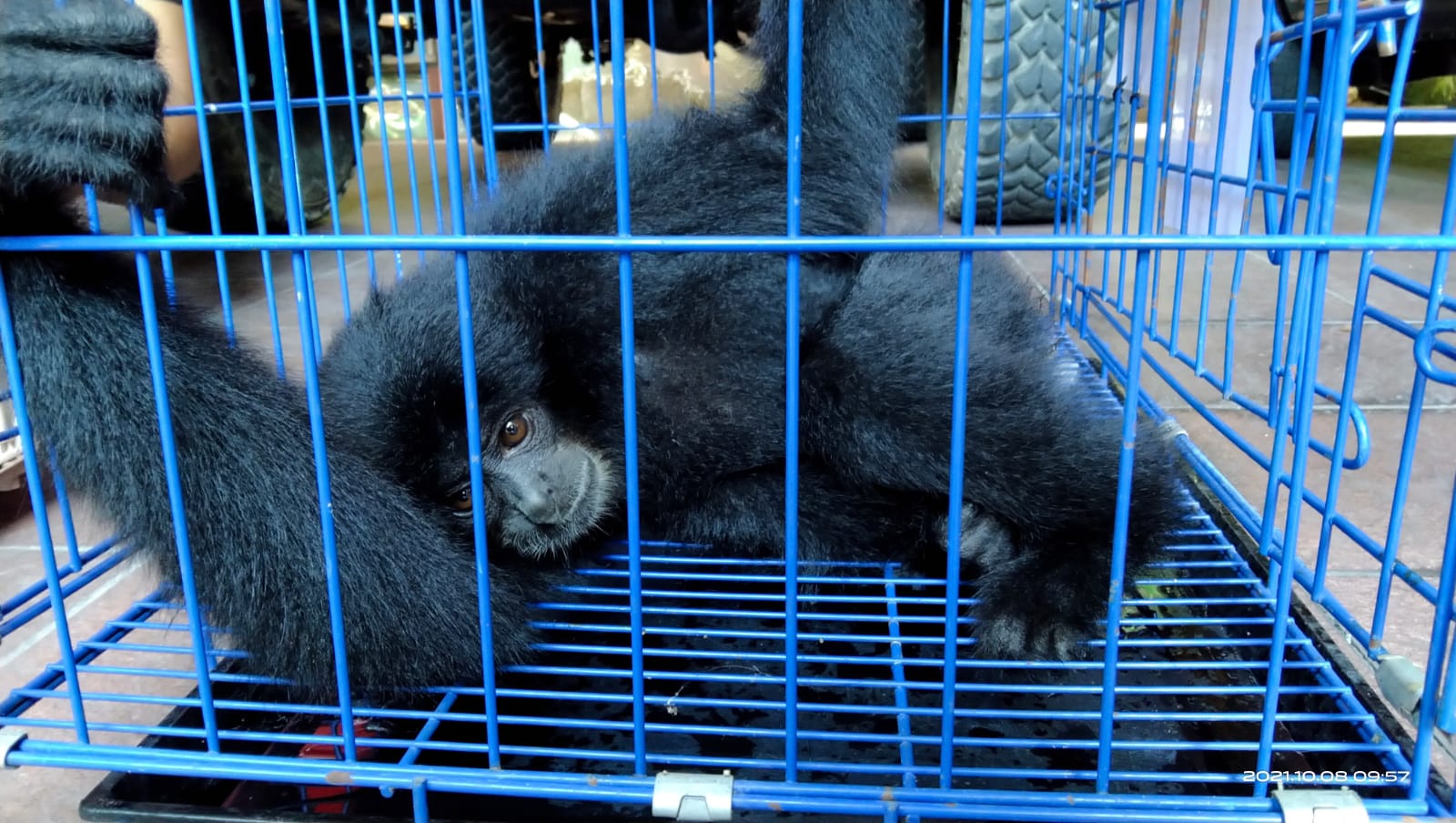 Siamang yang hendak dievakuasi ke Sumatra Barat