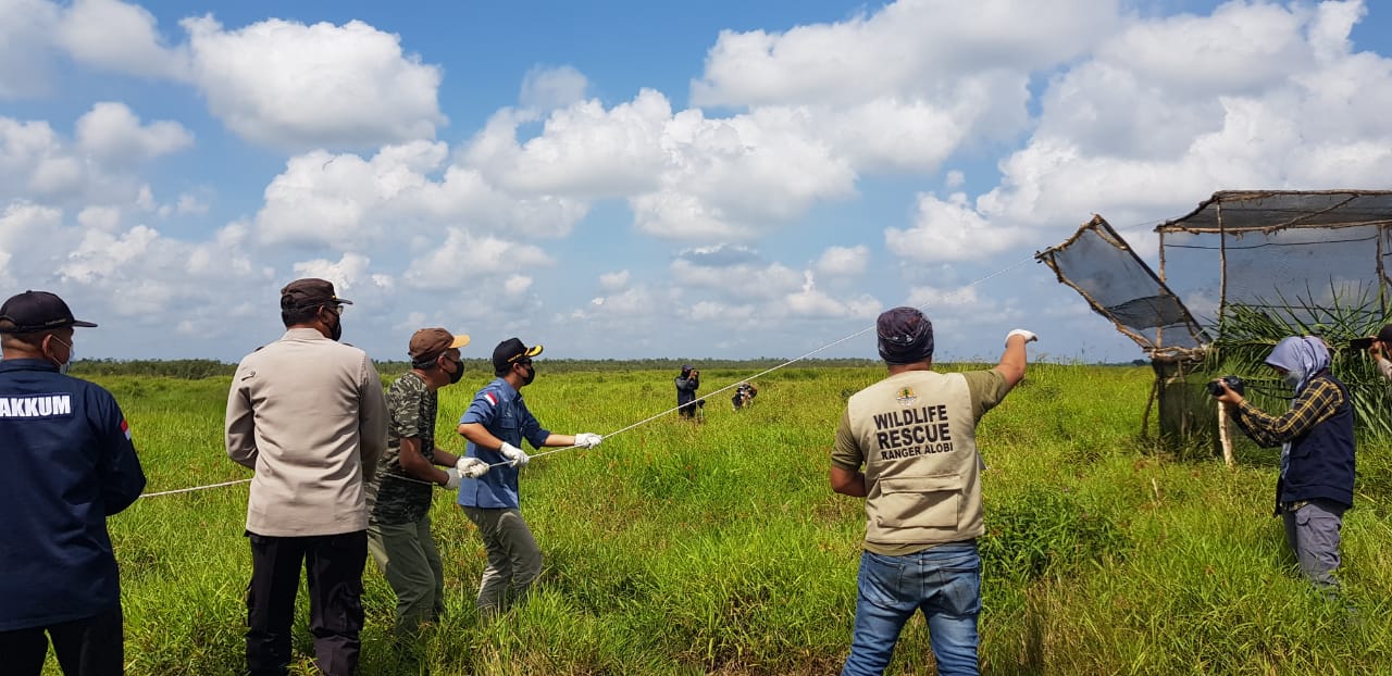  PT Timah Tbk dan Alobi serta BKSDA Sumsel lepasliarkan delapan satwa habitat aslinya di Sumatera Selatan, Sabtu (23/10).