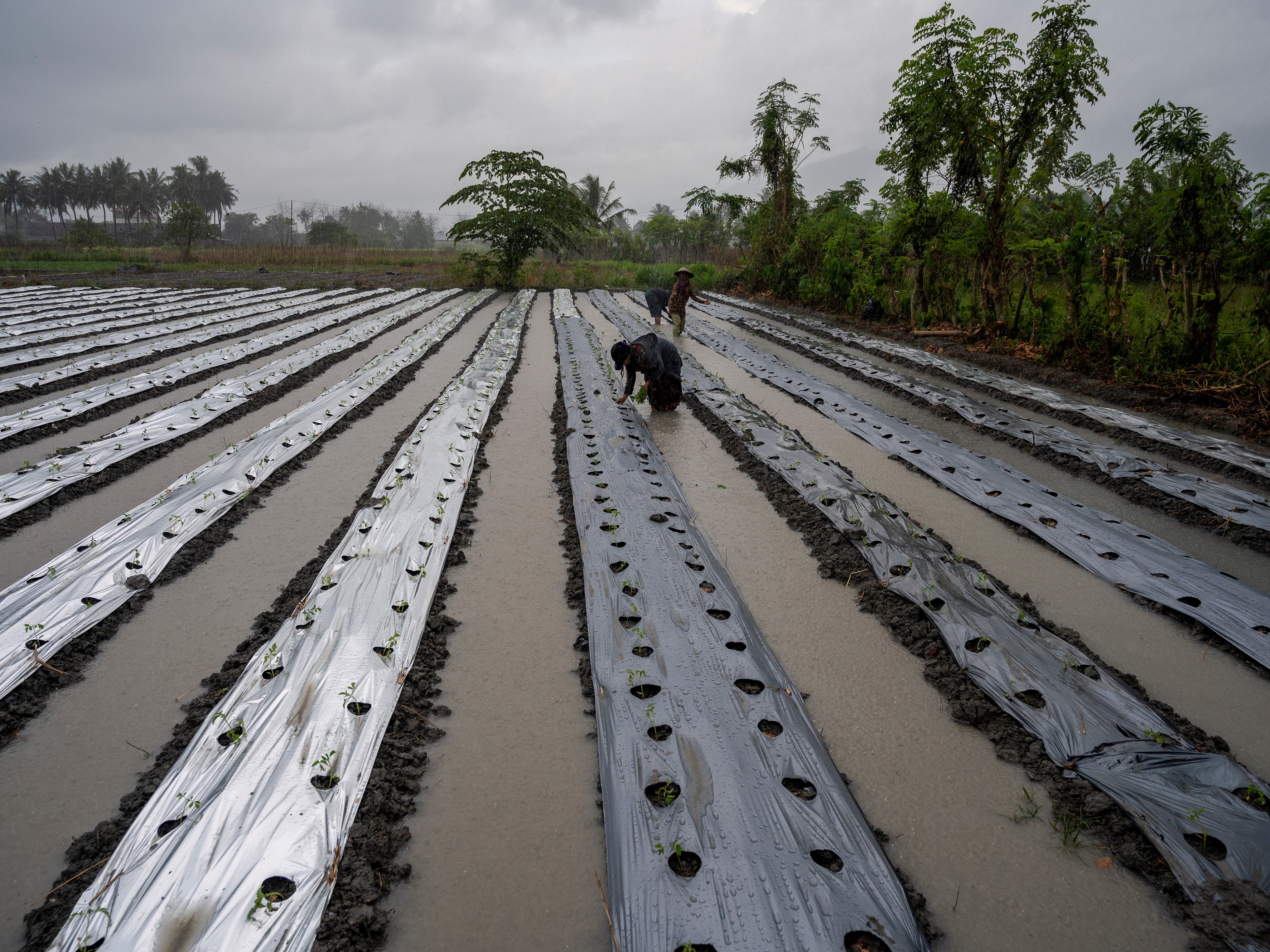  Sejumlah buruh tani menanam bibit tanaman tomat di bawah guyuran hujan di Desa Sunju, Sigi, Sulawesi Tengah.