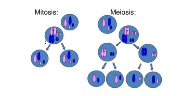 Perbedaan antara mitosis dan meiosis