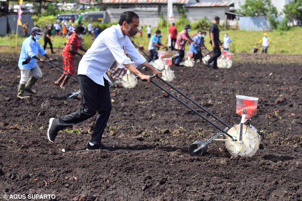 Presiden Jokowi menanam jagung di Klamesen, Sorong, Papua Barat, Senin (4/10).