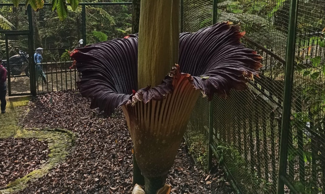 Bunga Bangkai (Amorphophallus Titanum) di Kebun Raya Cibodas-Badan Riset dan Inovasi Nasional (BRIN) mekar.