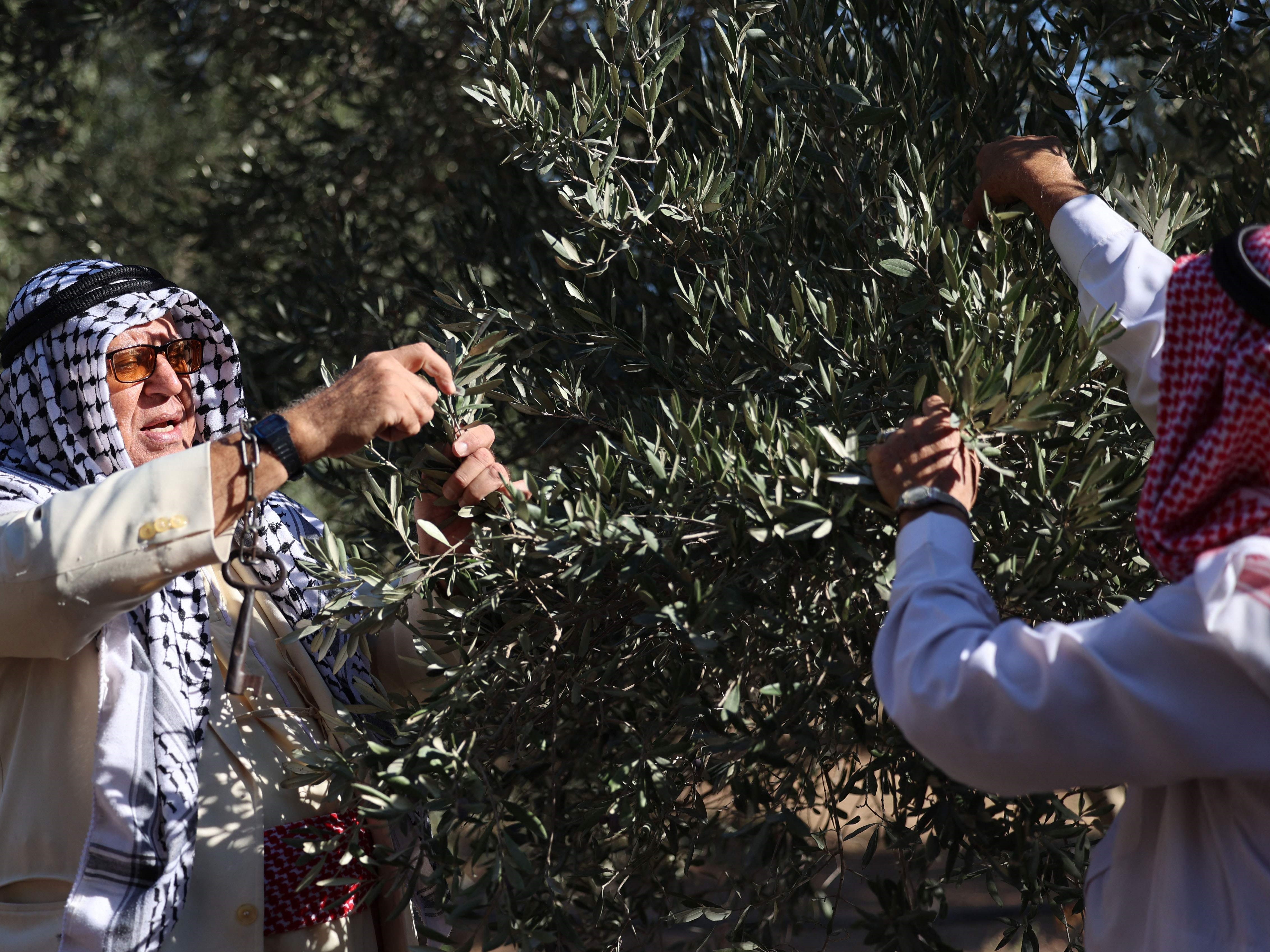 Relawan Palestina membantu petani memanen buah zaitun di ladang Shijaiyah dekat perbatasan dengan Israel, timur Gaza, Kamis (7/10).