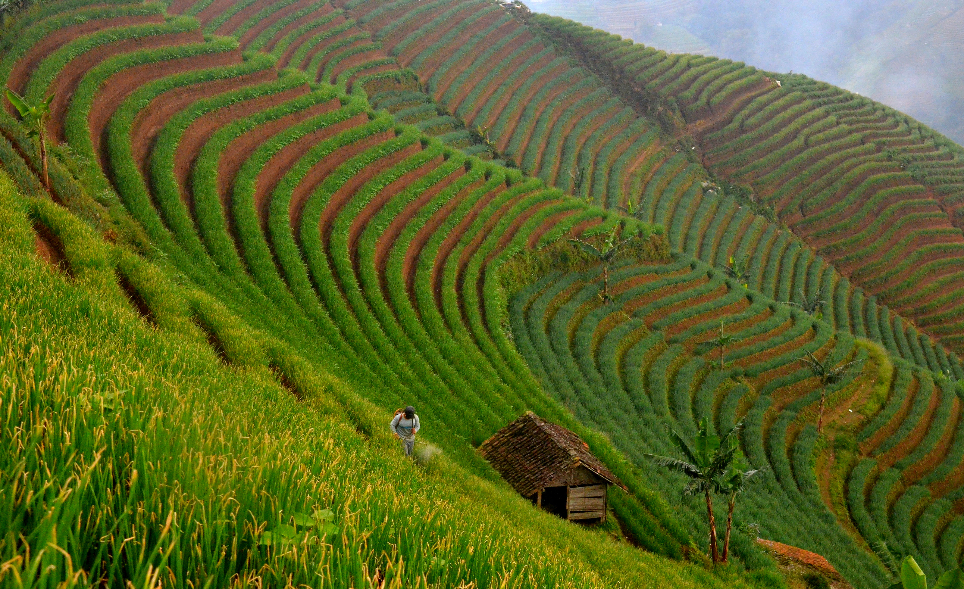 Seorang petani menyemprot pestisida di ladang bawang yang berada di perbukitan lereng Gunung Ciremai.