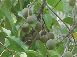 Ilustrasi tumbuhan kemiri