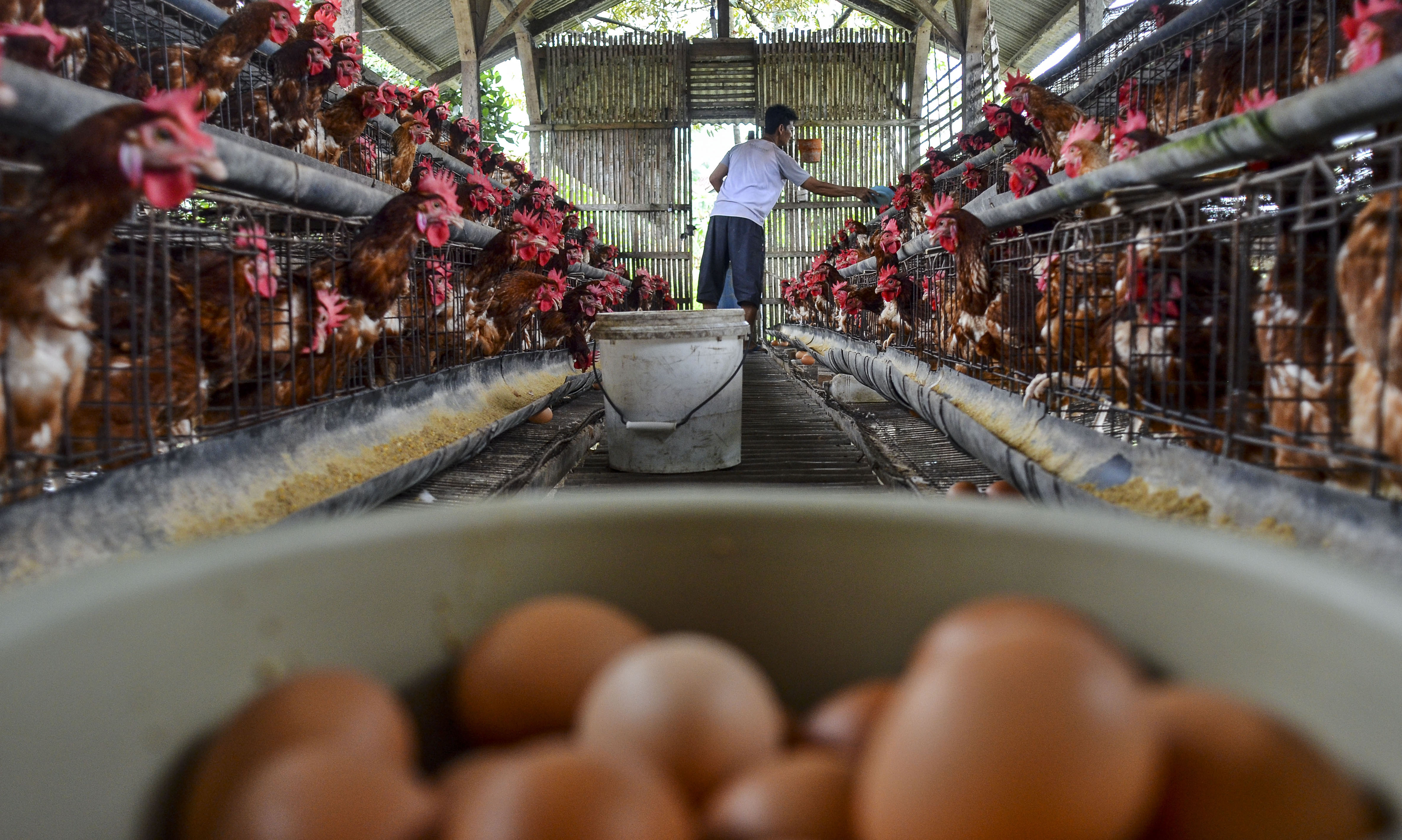 Pekerja memberi pakan pada ayam petelur di Kawalu, Kota Tasikmalaya, Jawa Barat.