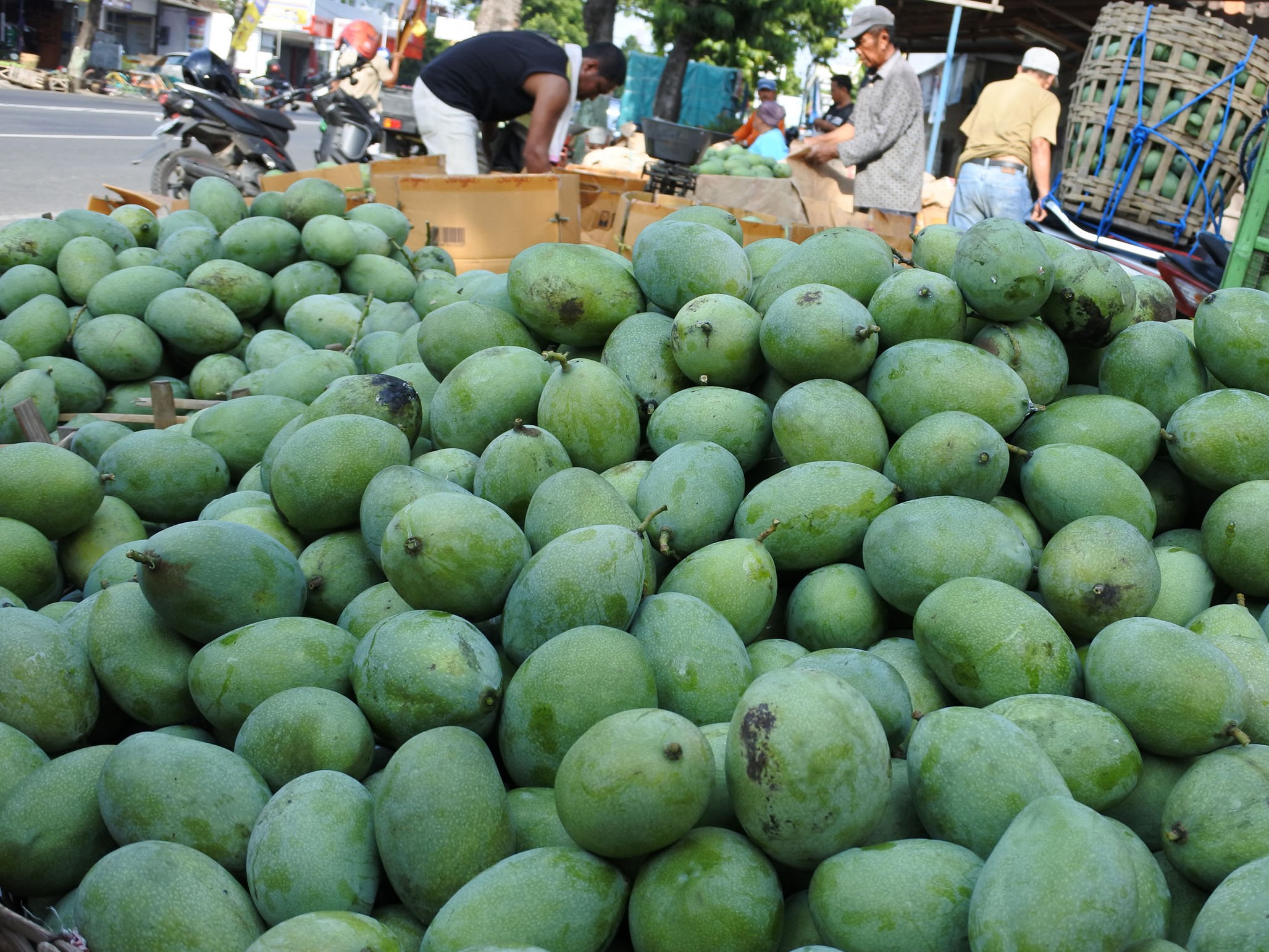 Ilustrasi mangga harum manis.