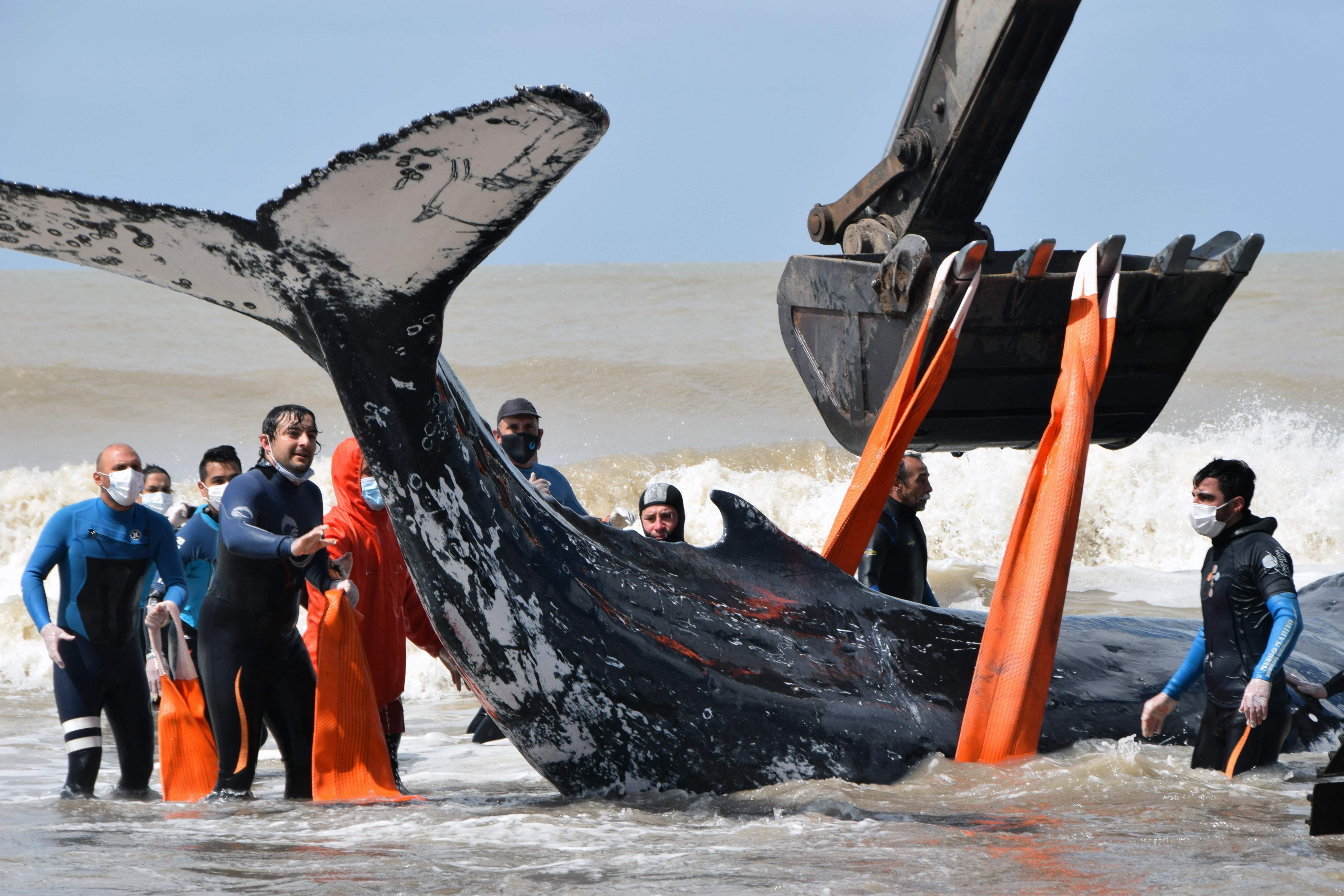Upaya menyelamatkan paus bungkuk yang terdampar di pantai Argentina.