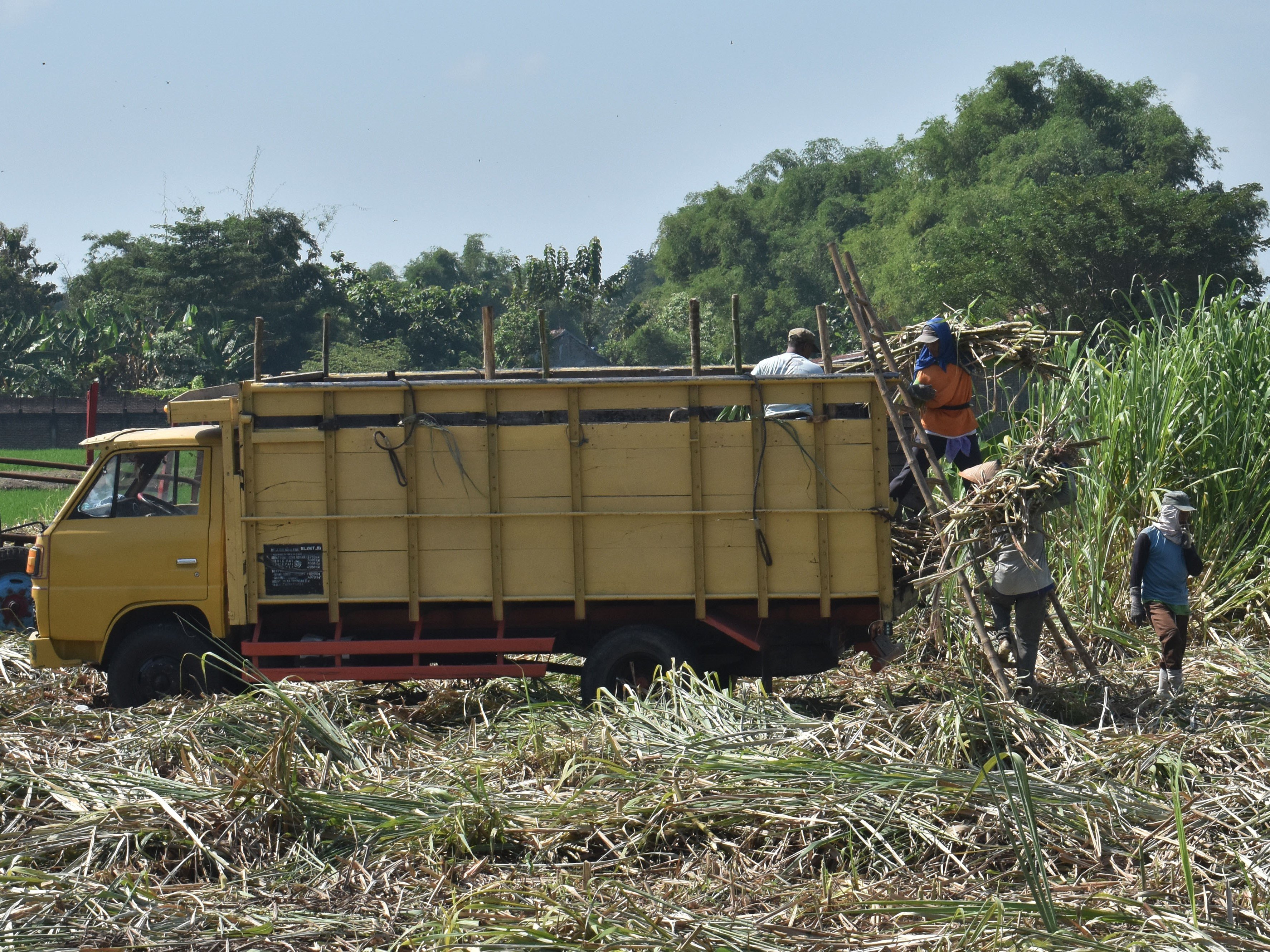 Pekerja memuat tebu ke truk saat panen di Kota Madiun, Jawa Timur.