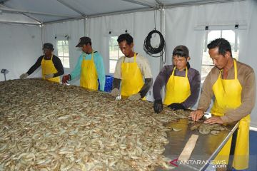 Produksk udang di Sambas, Kalbar