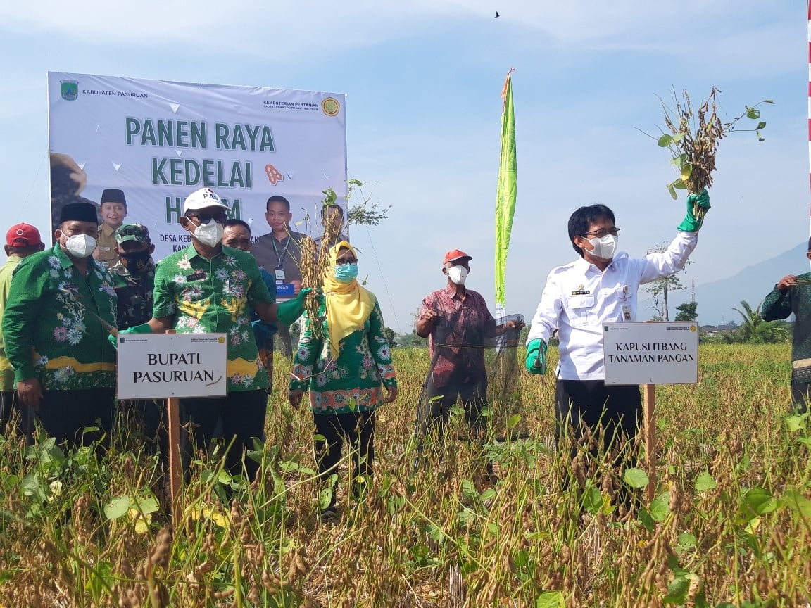 Petani Pasuruan Panen Raya Kedelai Hitam