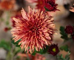 Ilustrasi: bunga krisan.