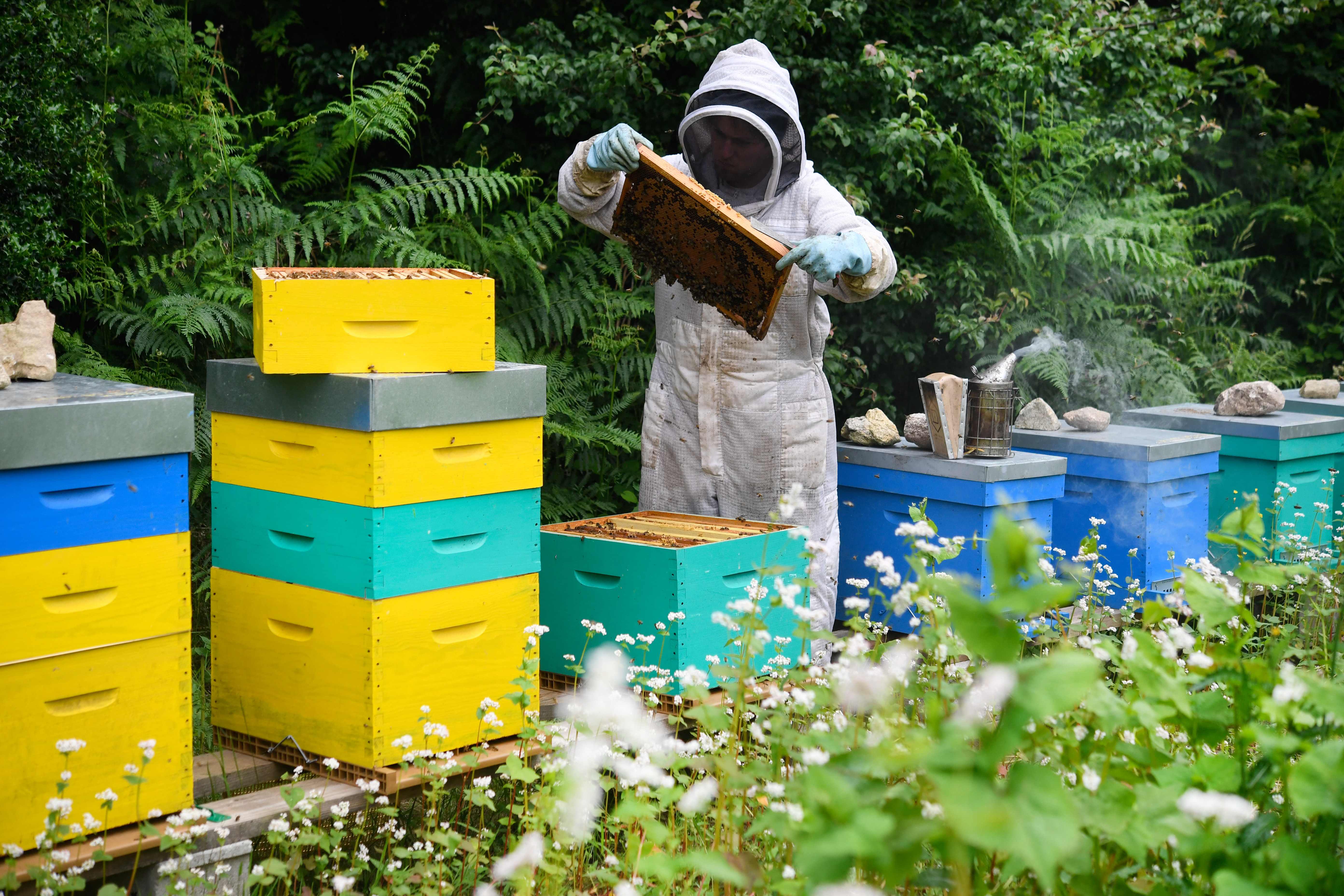 Peternak lebah di Prancis.