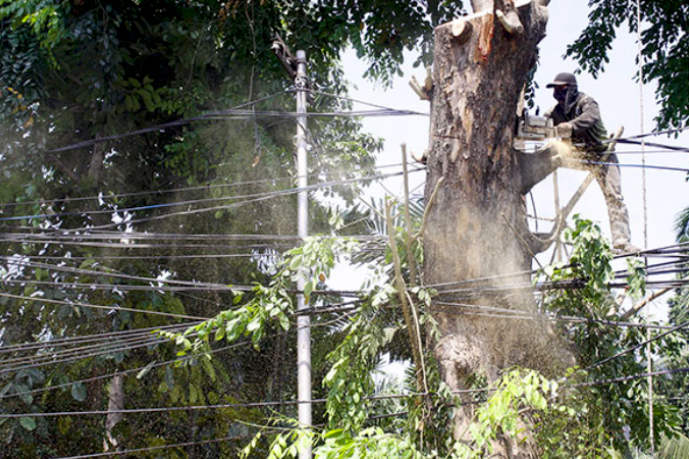 Rawan Tumbang, 2 Ribu Pohon di Depok Dipangkas