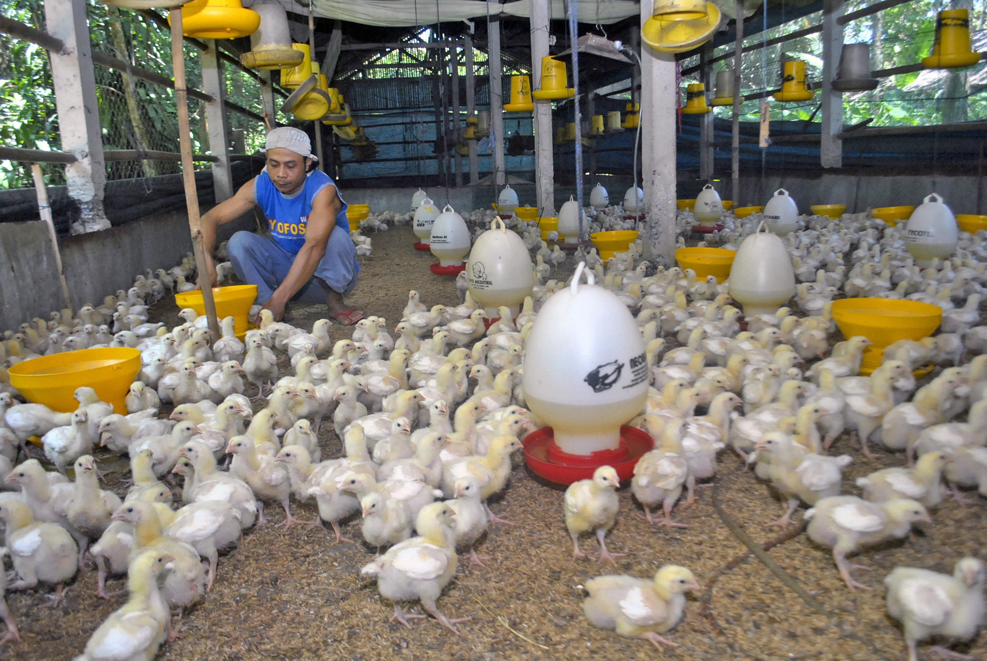 Peternak memberi pakan ayam broiler usia 10 hari di Kampung Tarikolot, Kelurahan Nanggewer, Cibinong, Kabupaten Bogor, Jawa Barat.