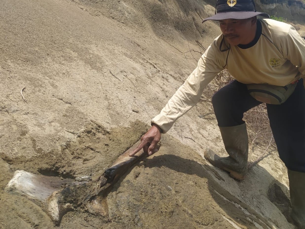 Tulang yang diduga dari fosil binatang purba ditemukan di Waduk Saguling, Kabupaten Bandung Barat, Jawa Barat.