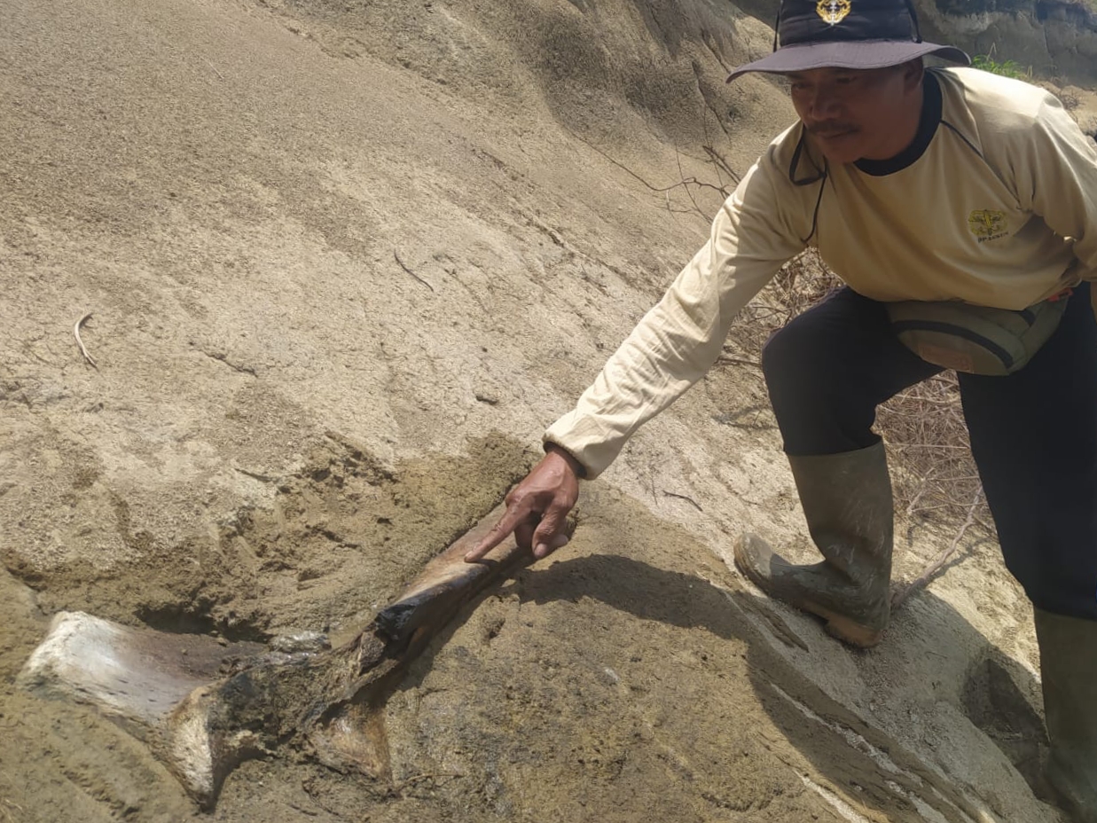 Fosil tulang binatang purba