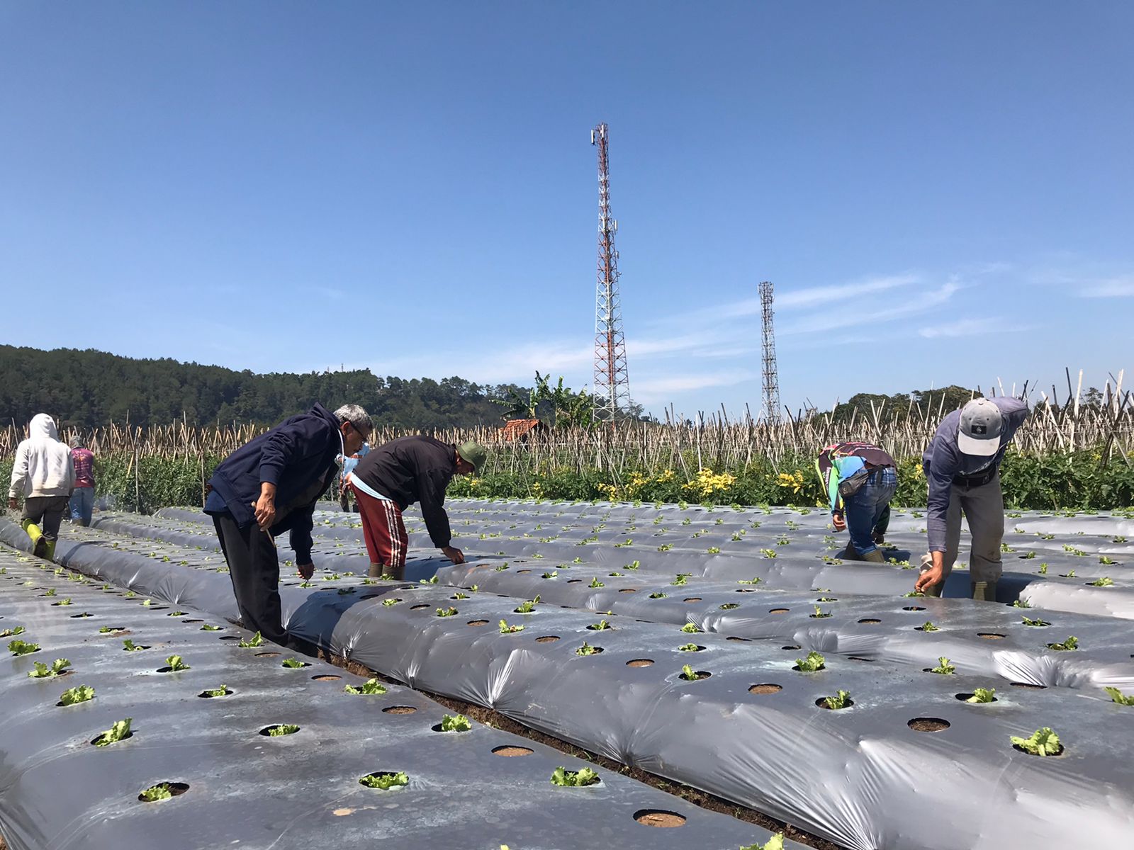 Kelompok Tani Jagat Mandiri Desa Cikawari, Kecamatan Lembang, Kabupaten Bandung, menjadi lokasi pendampingan pada kesempatan kali ini.