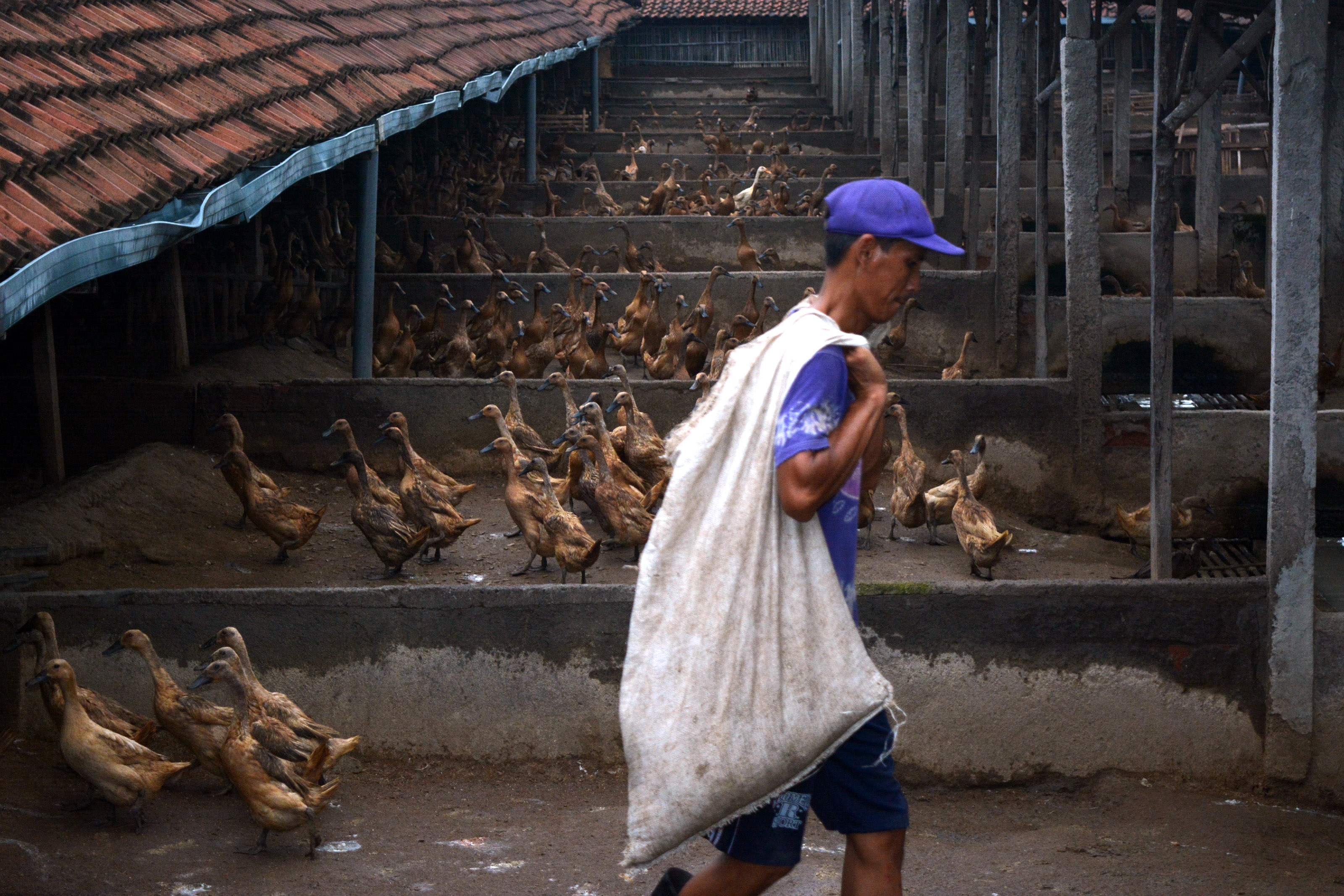  Seorang peternak bebek menyiapkan pakan di Desa Kebon Sari, Candi, Sidoarjo, Jawa Timur