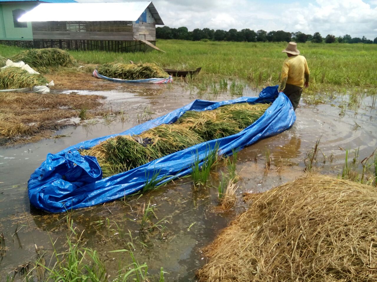 Sawah yang terendam banjir.