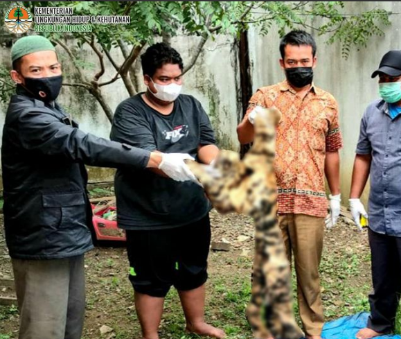 Barang bukti kulit harimau sumatera yang ditemukan di Aceh.