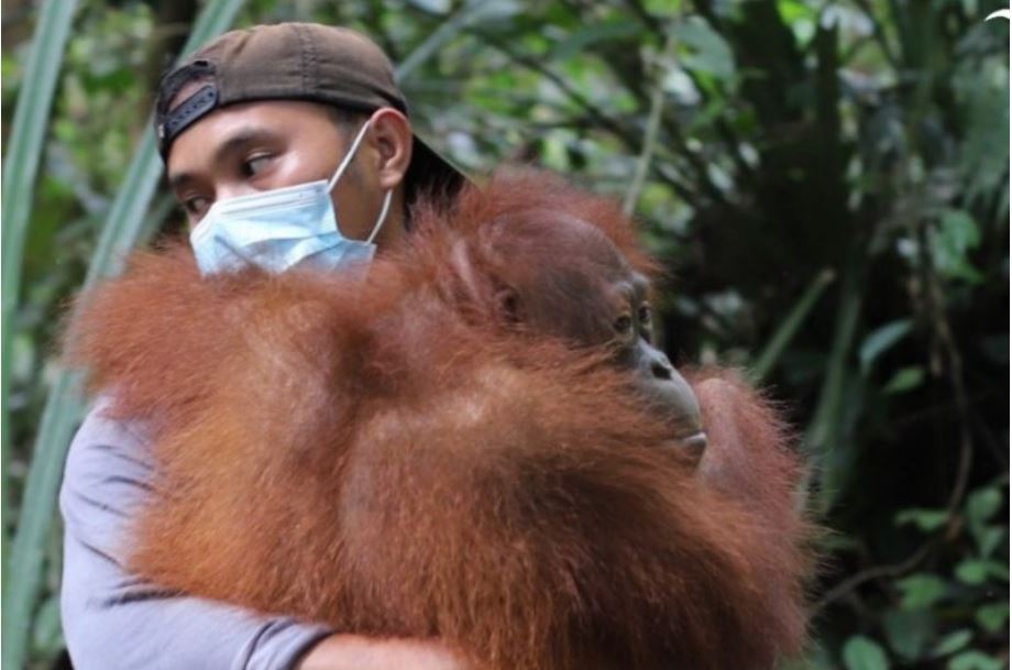 Proses pelepasliaran orangutan di hutan kawasan Taman Nasional Betung Kerihun DAS Mendalam Kecamatan Putussibau Utara, Kapuas Hulu. Kalbar.