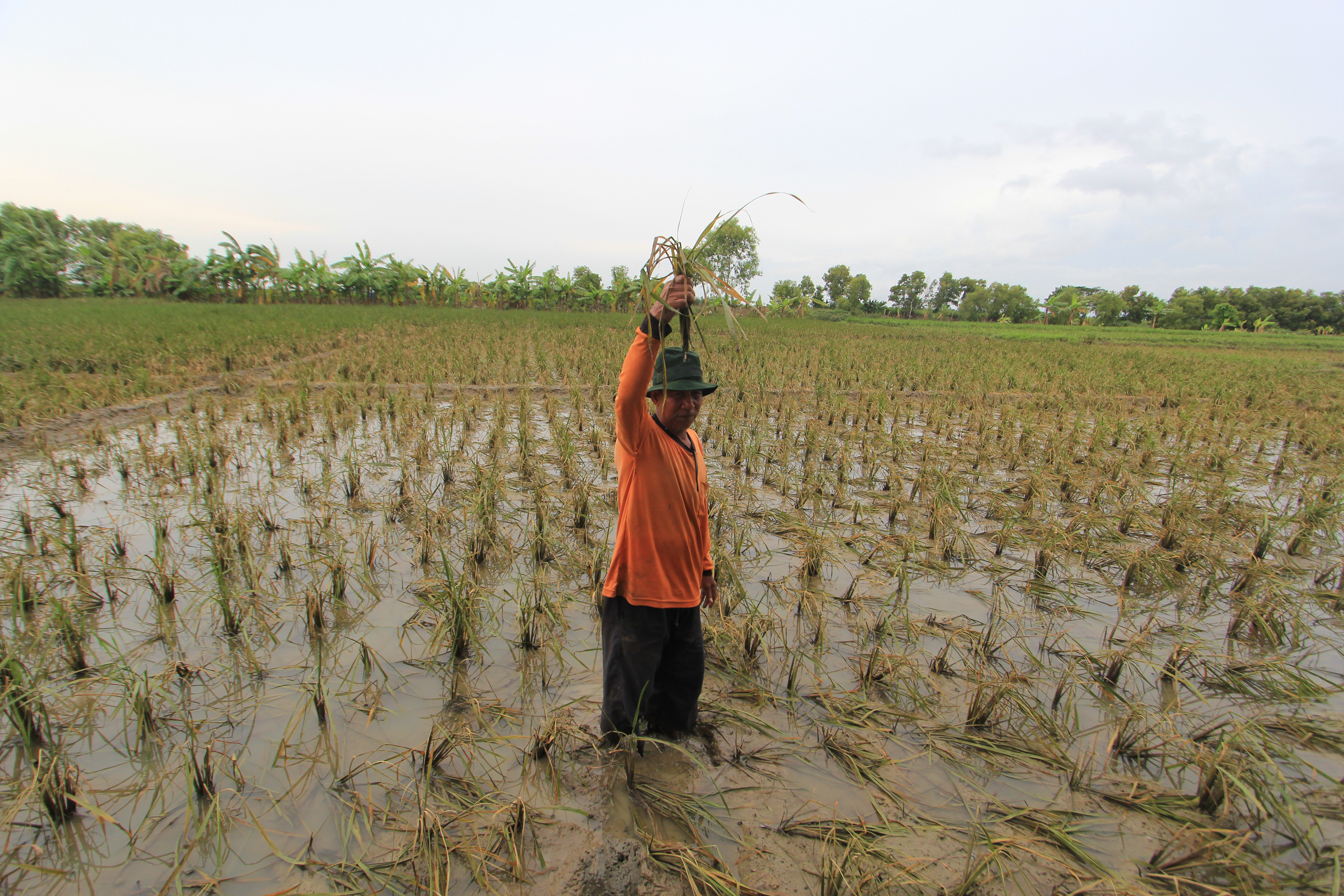 Ilustrasi lahan sawah rusak akibat banjir.