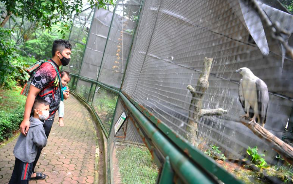 Pengunjung melihat Elang laut dada putih (Haliaeetus leucogaster) di wahana taman burung TMII, Jakarta, Minggu (12/9/2021).
