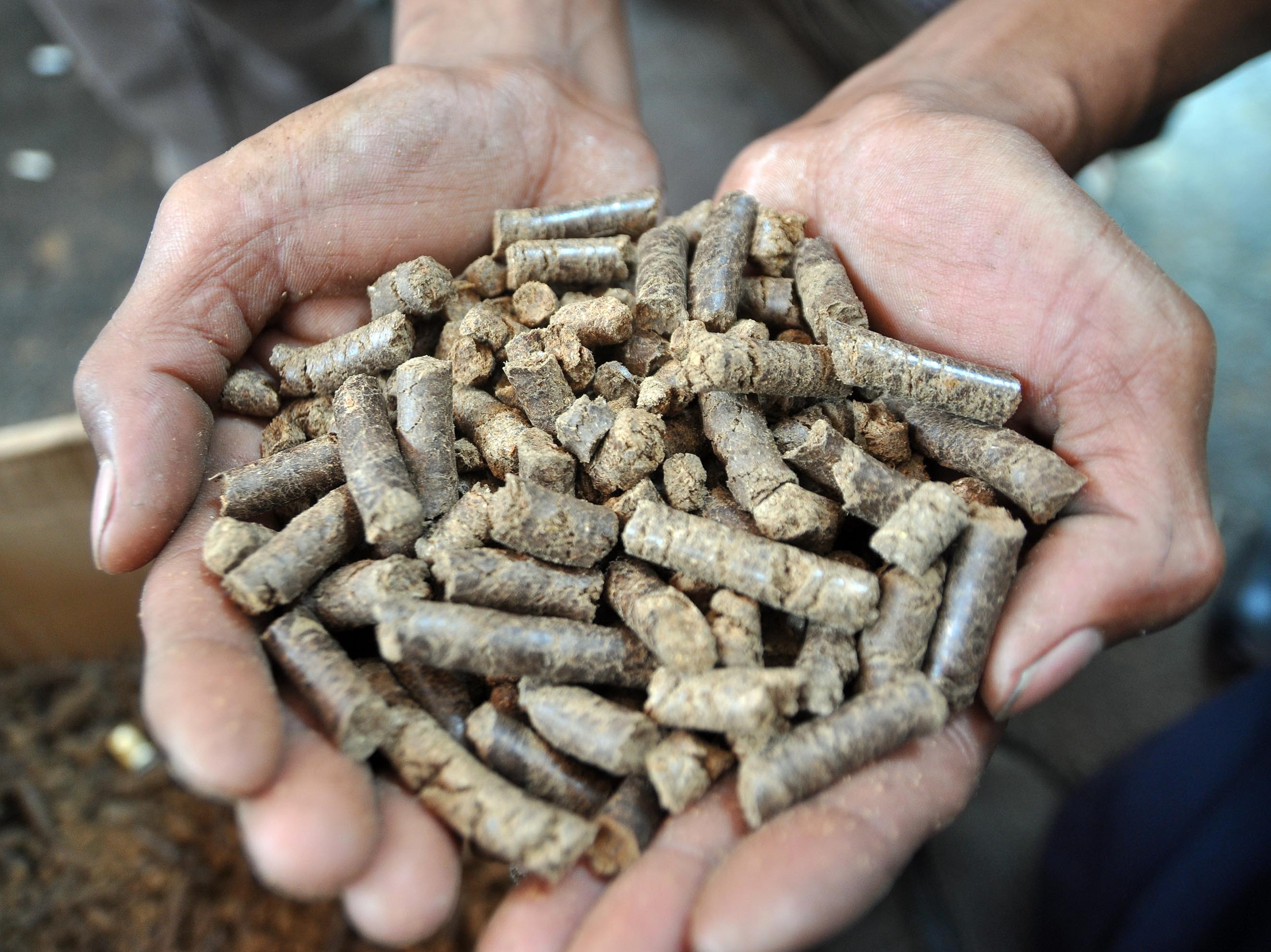 Seorang teknisi menunjukkan briket limbah serbuk gergaji bahan bakar kompor biomasa.