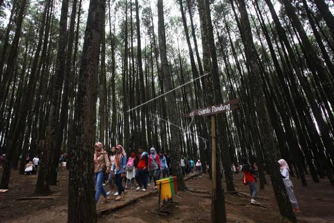 Hutan pinhs di Desa Mangunan