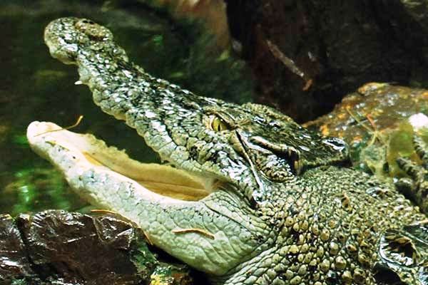 Ilustrasi buaya liar.