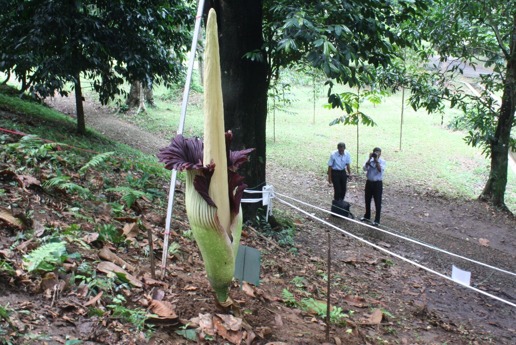 Bunga bangkai atau Amorphophallus titanium (Becc.) dengan ketinggian 2 meter yang mekar di Kebun Raya Bogor.