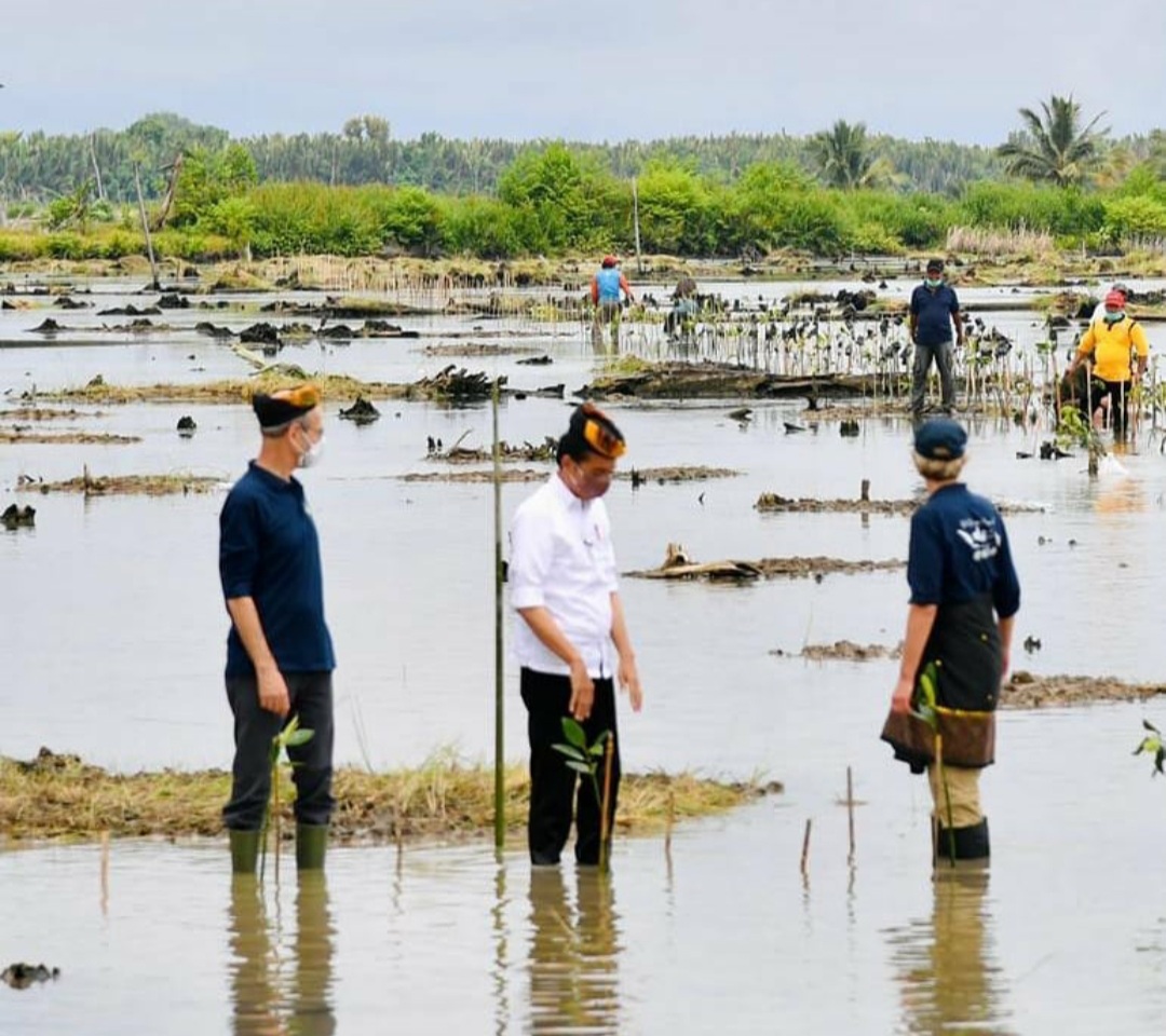 Presiden Jokowi melakukan aksi penanaman mangrove bersama sejumlah duta besar di Kalimantan Utara.