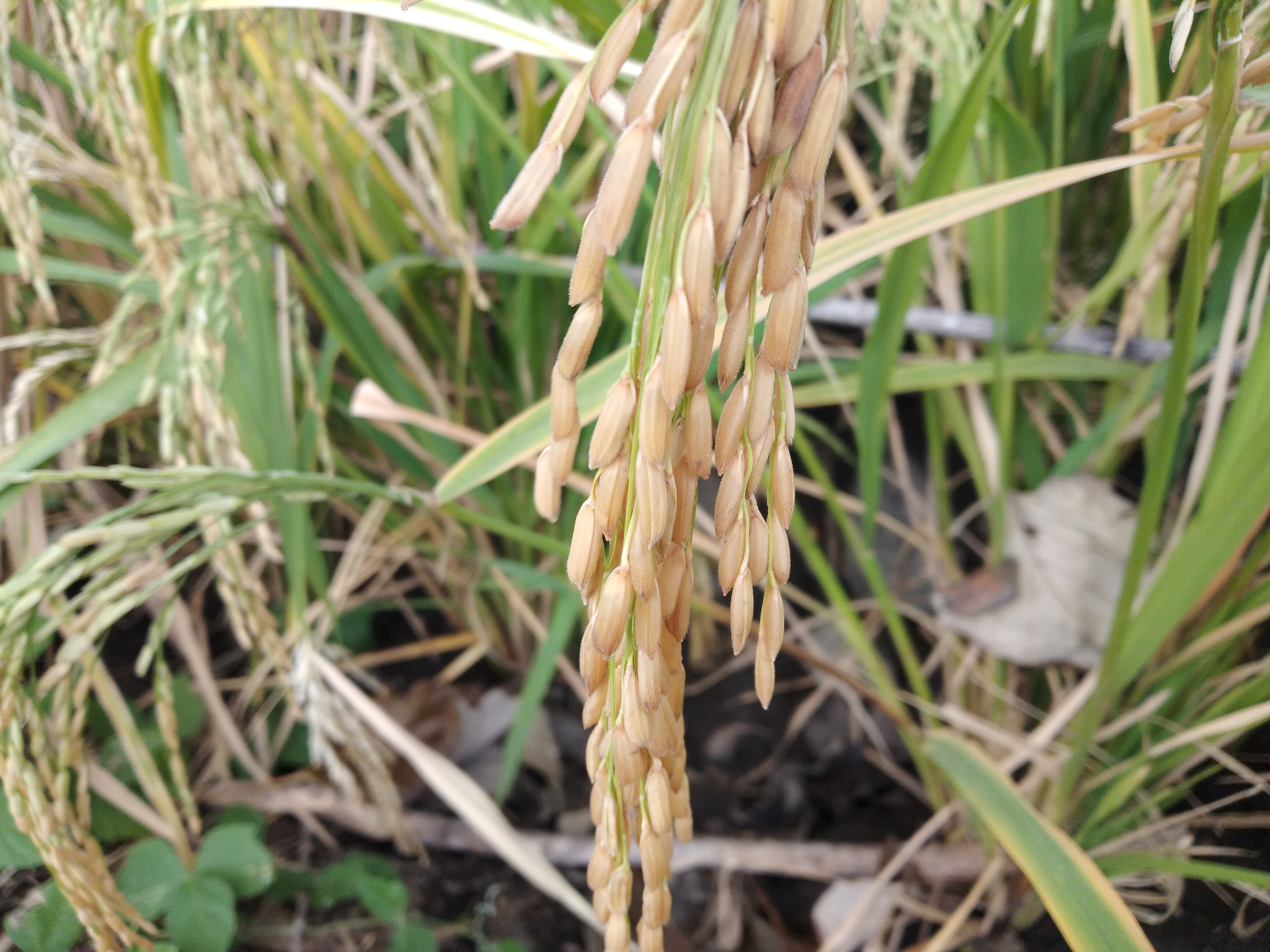Petani Di Lembata Wacanakan Ganti Varietas Padi