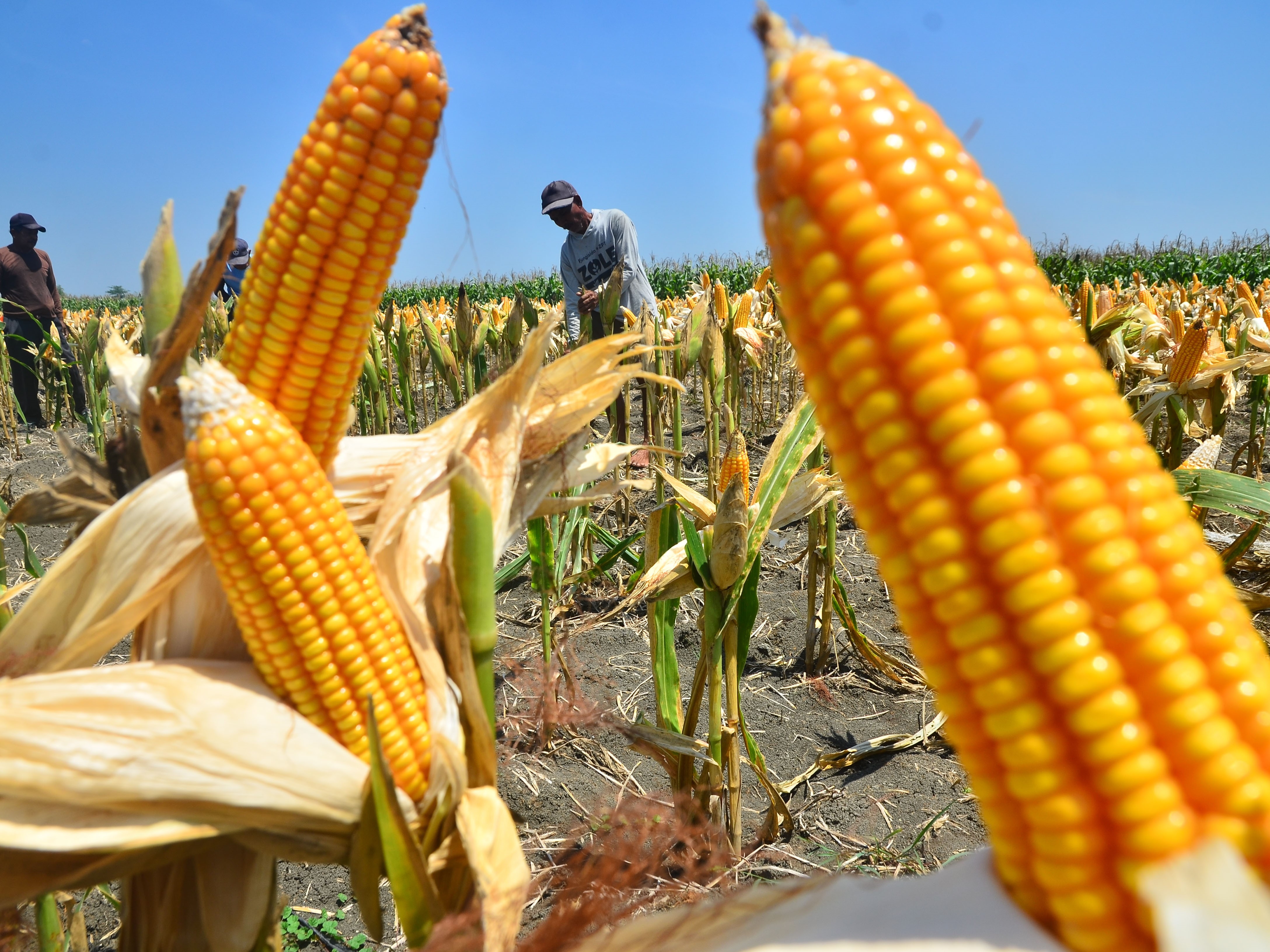 Nilai Tukar Petani Naik Tinggi Diangkat Gabah, Jagung, Ketela