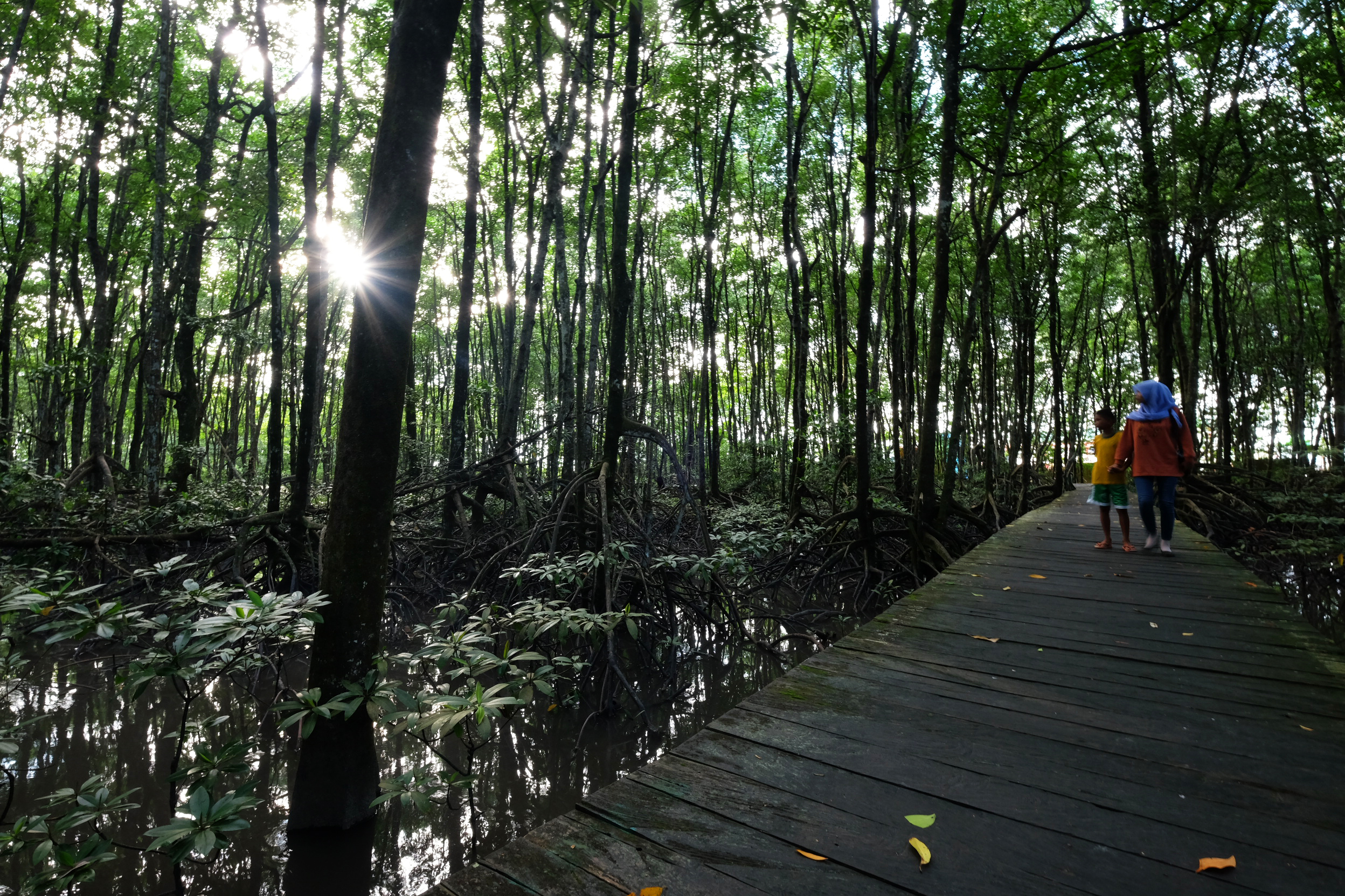 Hutan Mangrove di Tarakan, Kalimantan Utara