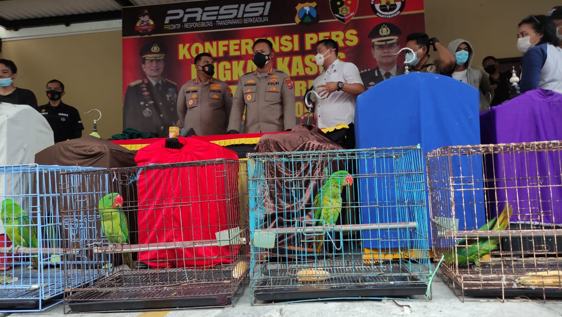 Polres Sidoarjo menyita sejumlah burung dilindungi asal Papua